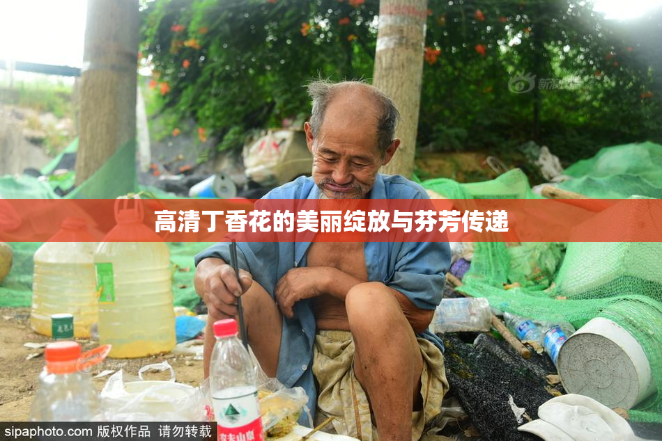 高清丁香花的美丽绽放与芬芳传递