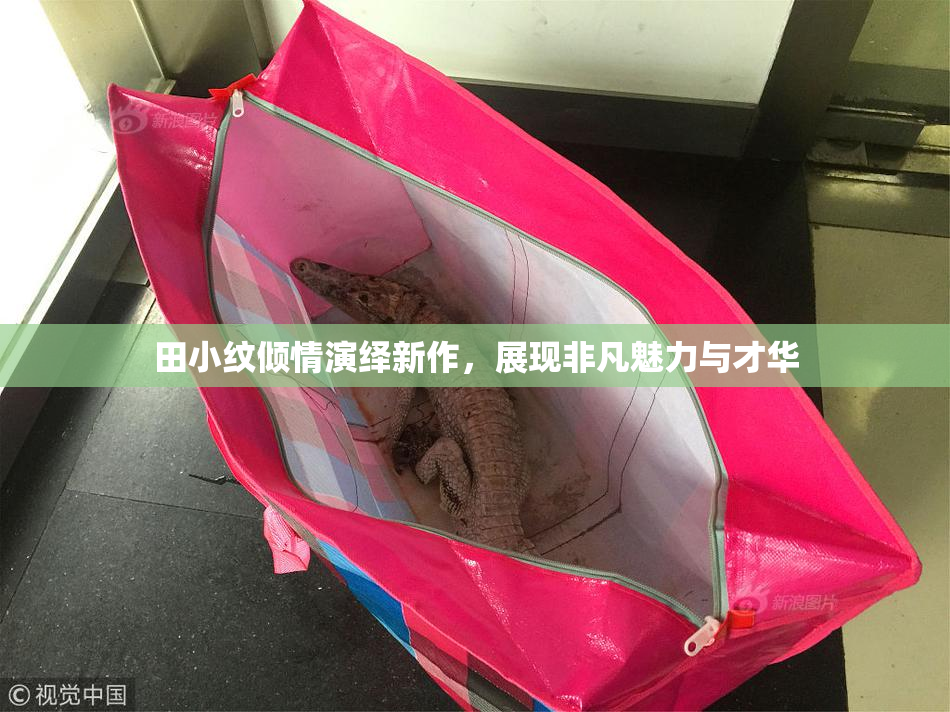 田小纹倾情演绎新作，展现非凡魅力与才华