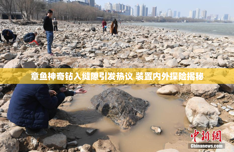 章鱼神奇钻入缝隙引发热议 装置内外探险揭秘