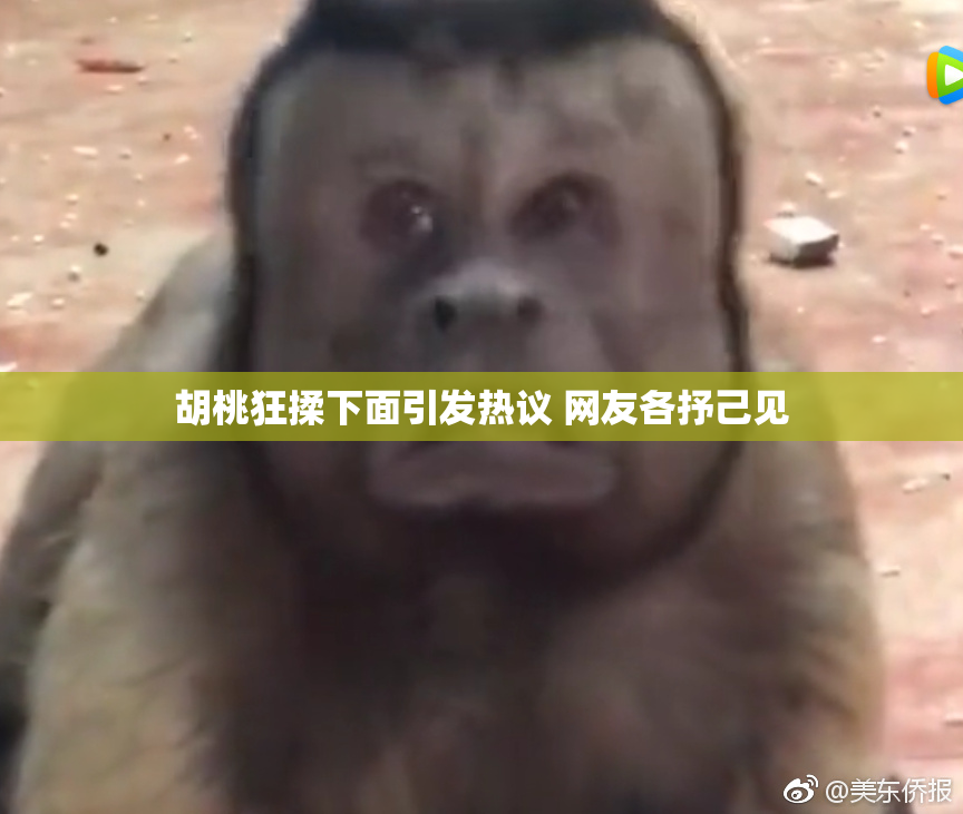 胡桃狂揉下面引发热议 网友各抒己见
