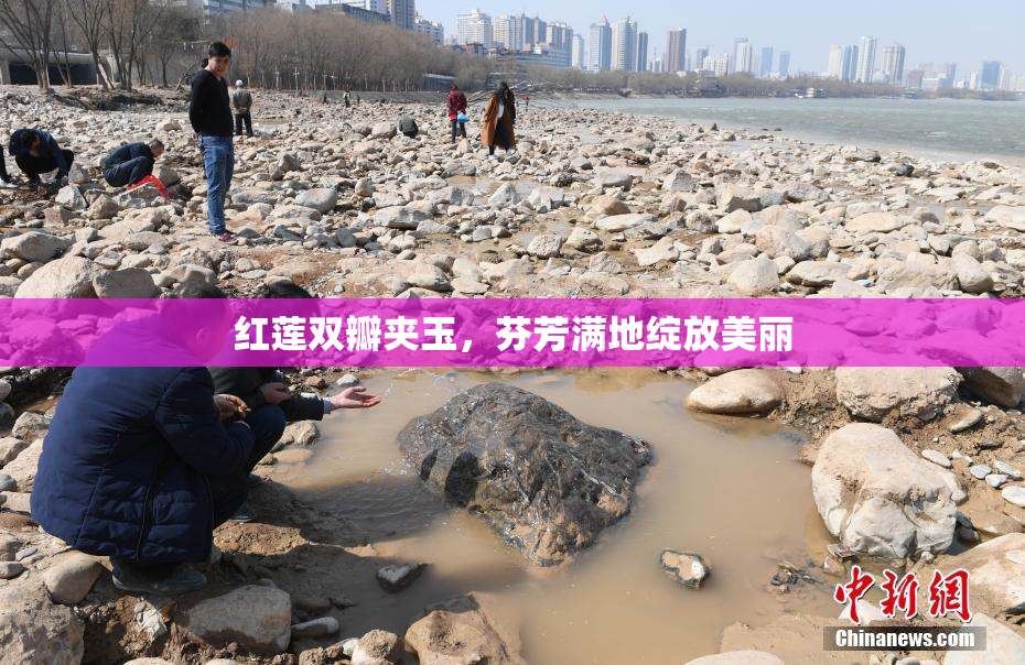 红莲双瓣夹玉，芬芳满地绽放美丽
