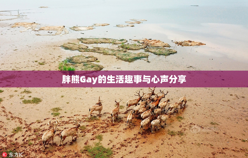 胖熊Gay的生活趣事与心声分享