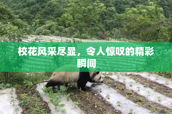 校花风采尽显，令人惊叹的精彩瞬间
