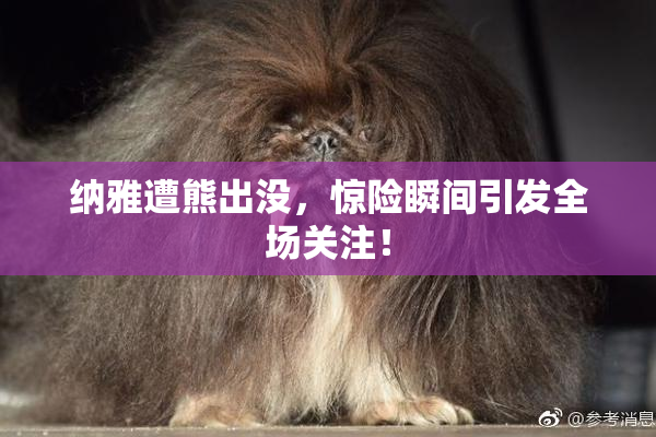 纳雅遭熊出没，惊险瞬间引发全场关注！