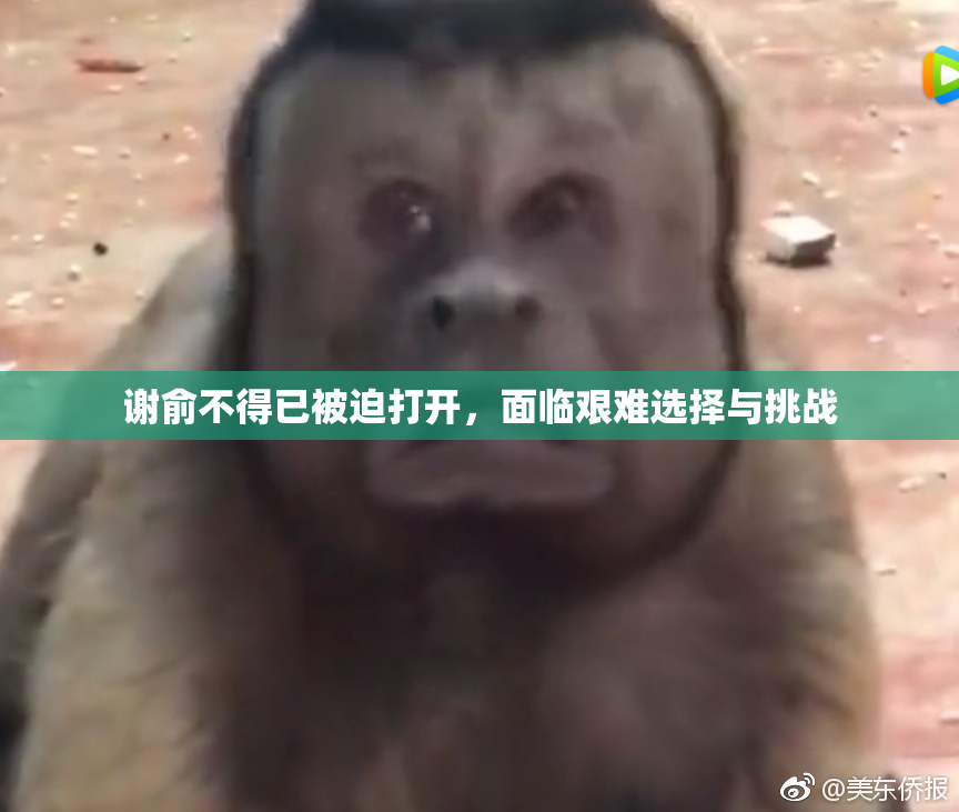 谢俞不得已被迫打开，面临艰难选择与挑战