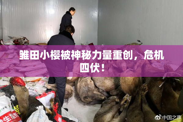 雏田小樱被神秘力量重创，危机四伏！