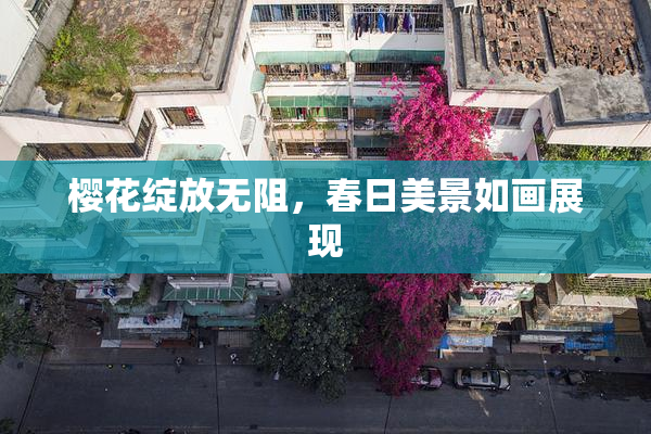 樱花绽放无阻，春日美景如画展现