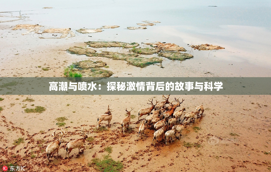 高潮与喷水：探秘激情背后的故事与科学