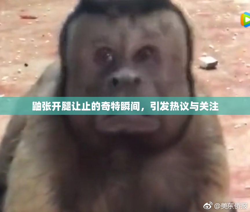 鼬张开腿让止的奇特瞬间，引发热议与关注
