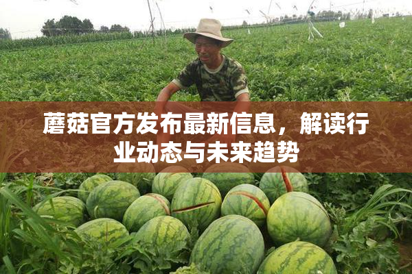 蘑菇官方发布最新信息，解读行业动态与未来趋势