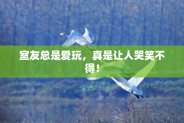 室友总是爱玩，真是让人哭笑不得！