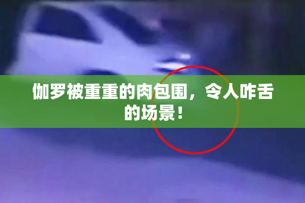 伽罗被重重的肉包围，令人咋舌的场景！