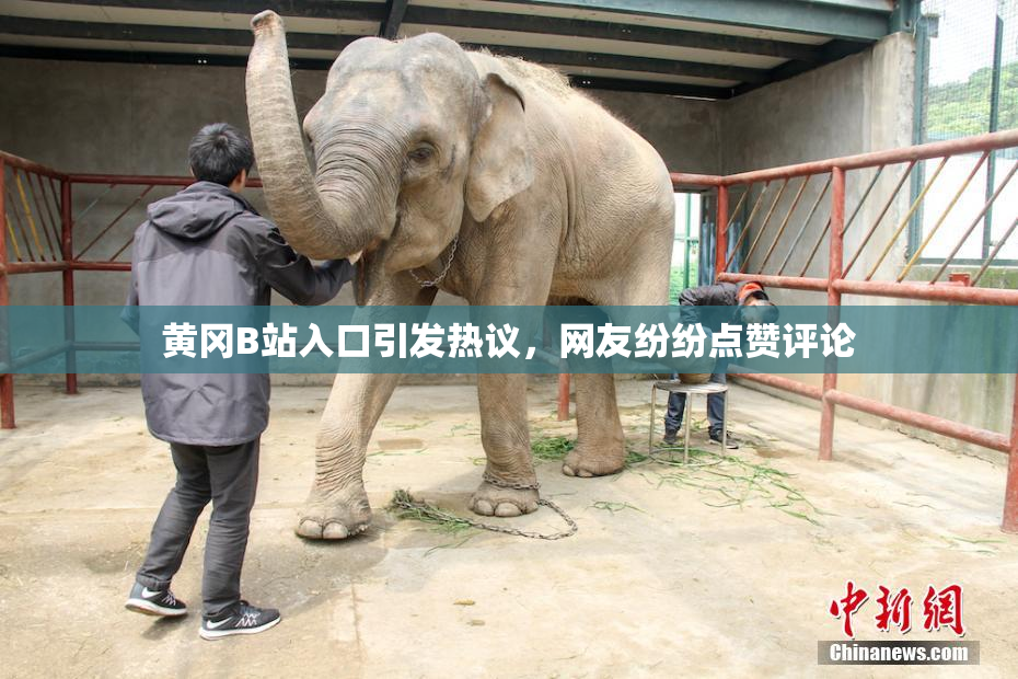 黄冈B站入口引发热议，网友纷纷点赞评论