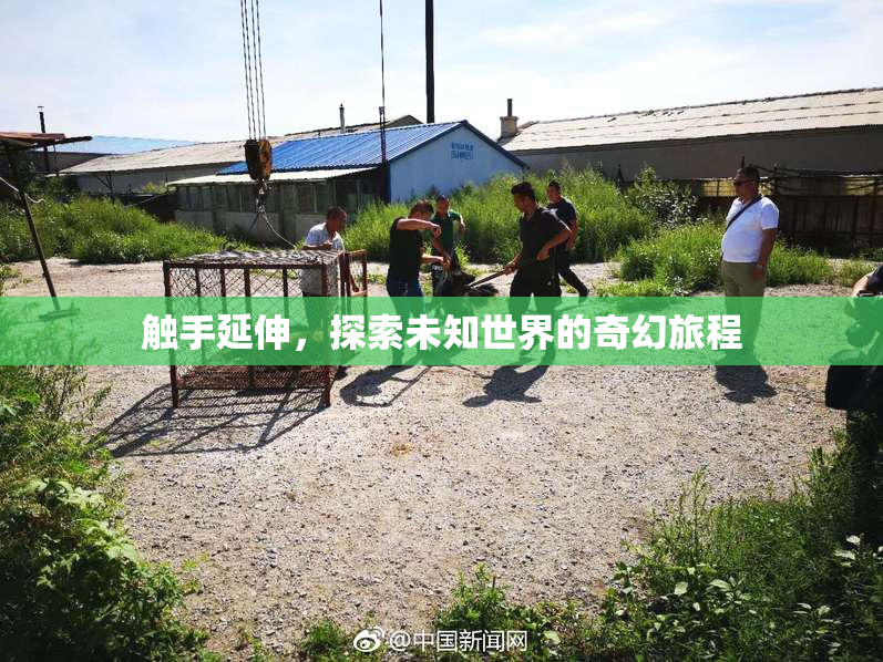 触手延伸，探索未知世界的奇幻旅程