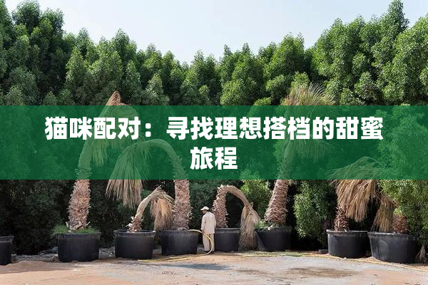 猫咪配对：寻找理想搭档的甜蜜旅程