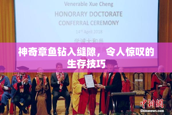 神奇章鱼钻入缝隙，令人惊叹的生存技巧