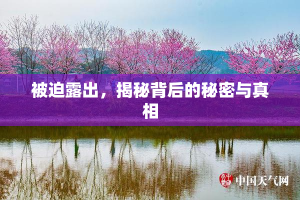 被迫露出，揭秘背后的秘密与真相