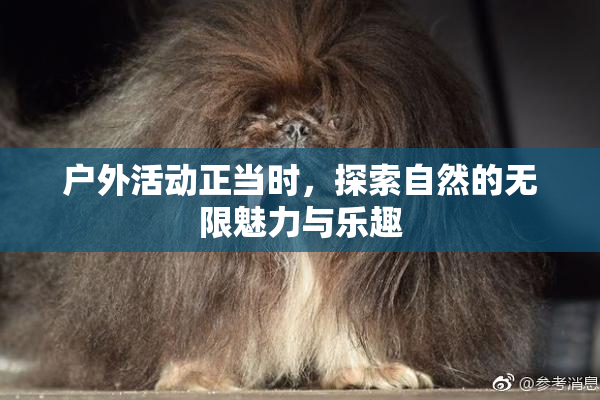 户外活动正当时，探索自然的无限魅力与乐趣