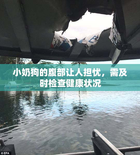 小奶狗的腹部让人担忧，需及时检查健康状况