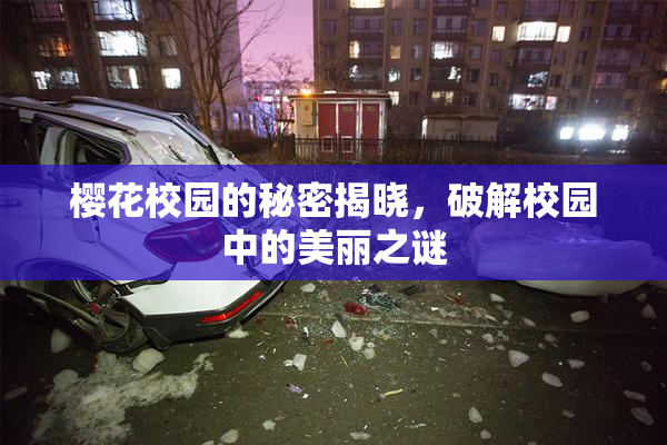 樱花校园的秘密揭晓，破解校园中的美丽之谜