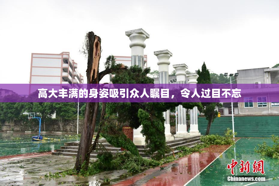 高大丰满的身姿吸引众人瞩目，令人过目不忘