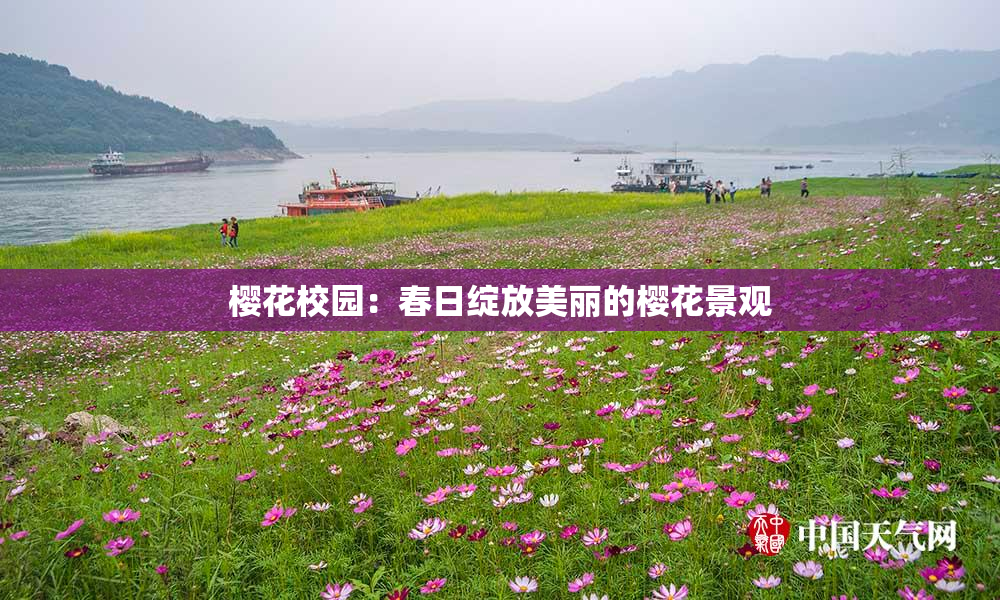 樱花校园：春日绽放美丽的樱花景观