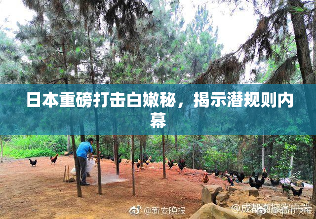 日本重磅打击白嫩秘，揭示潜规则内幕