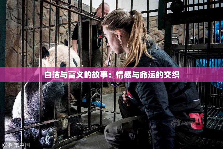 白洁与高义的故事：情感与命运的交织