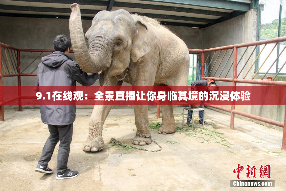9.1在线观：全景直播让你身临其境的沉浸体验