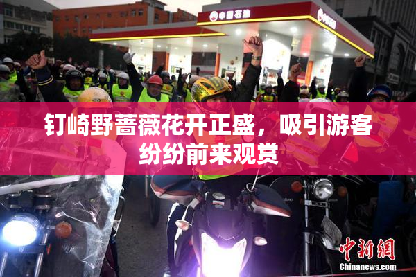 钉崎野蔷薇花开正盛，吸引游客纷纷前来观赏
