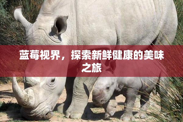 蓝莓视界，探索新鲜健康的美味之旅