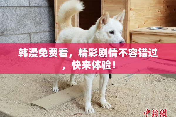 韩漫免费看，精彩剧情不容错过，快来体验！