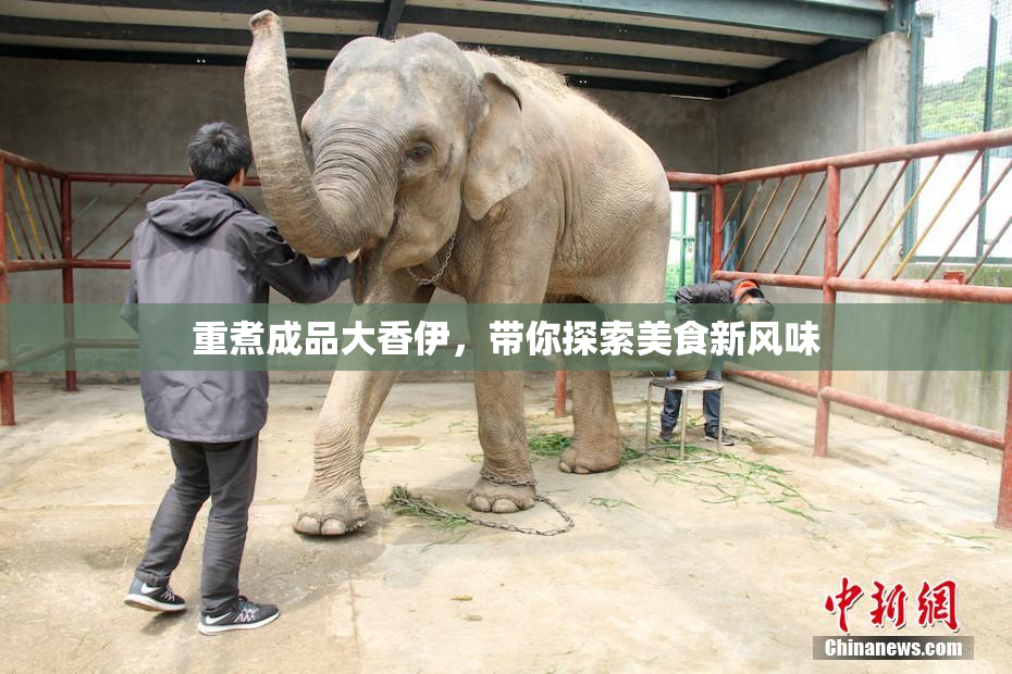 重煮成品大香伊，带你探索美食新风味