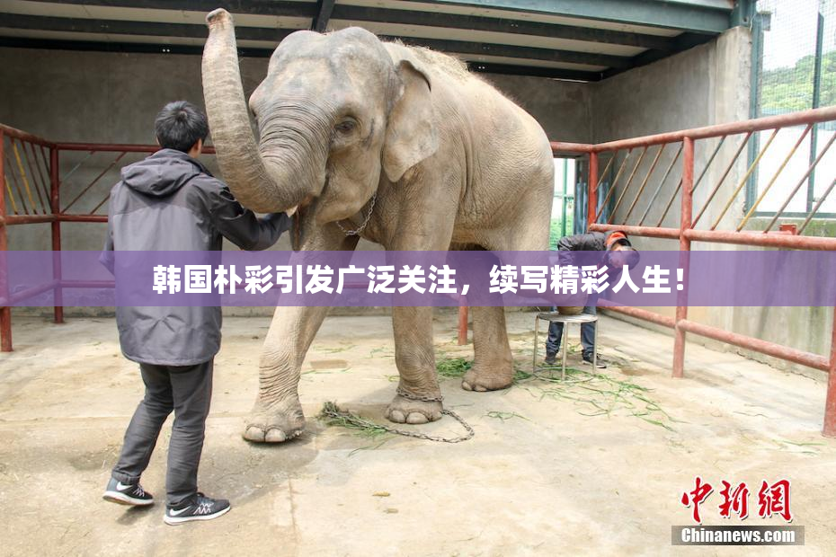 韩国朴彩引发广泛关注，续写精彩人生！
