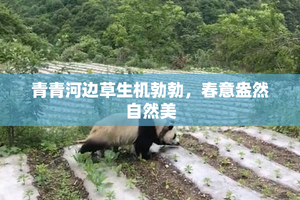 青青河边草生机勃勃，春意盎然自然美