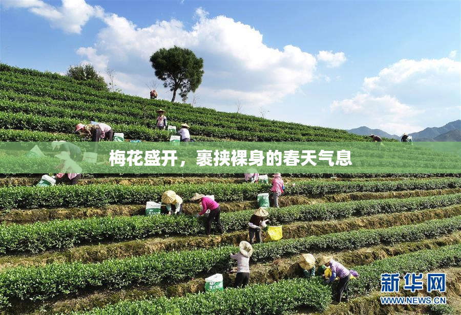 梅花盛开，裹挟裸身的春天气息