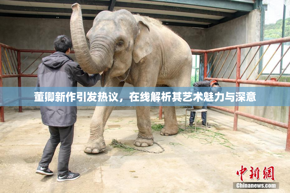 董卿新作引发热议，在线解析其艺术魅力与深意
