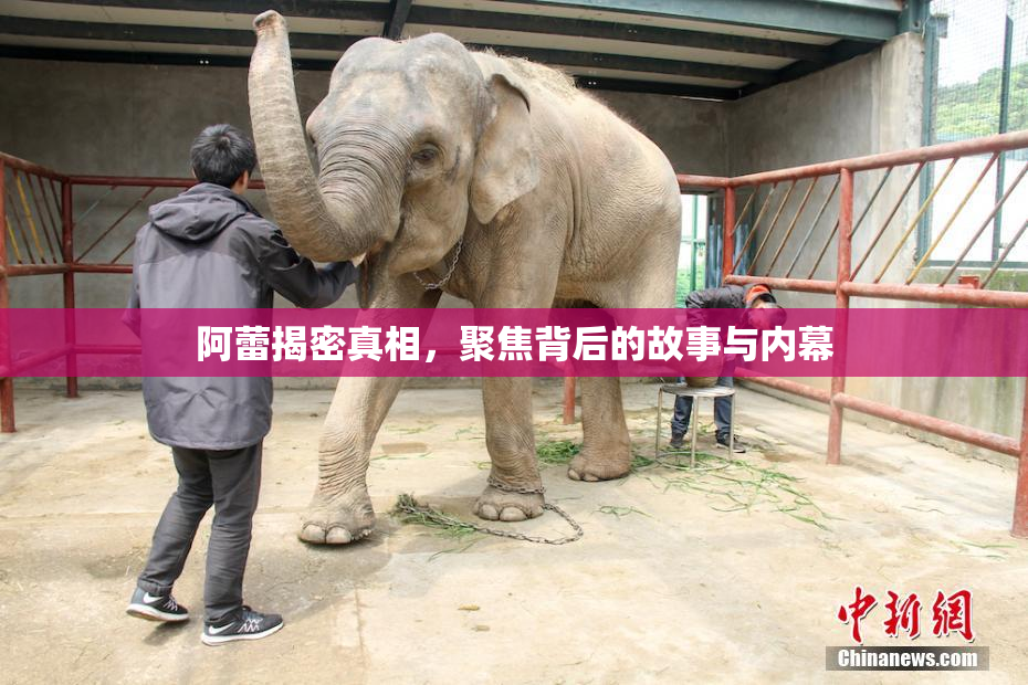 阿蕾揭密真相，聚焦背后的故事与内幕