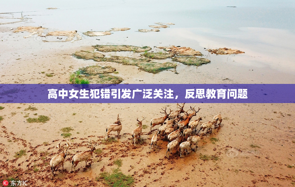 高中女生犯错引发广泛关注，反思教育问题