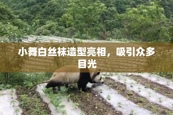 小舞白丝袜造型亮相，吸引众多目光
