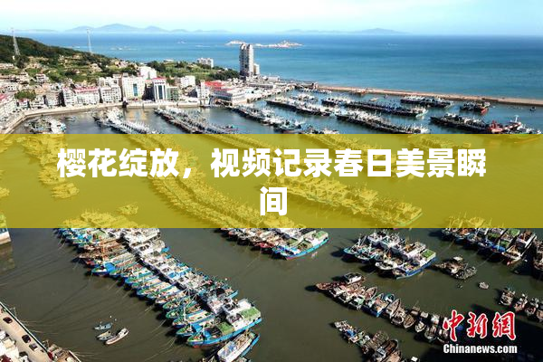 樱花绽放，视频记录春日美景瞬间
