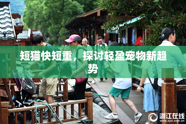 短猫快短重，探讨轻盈宠物新趋势