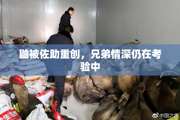 鼬被佐助重创，兄弟情深仍在考验中