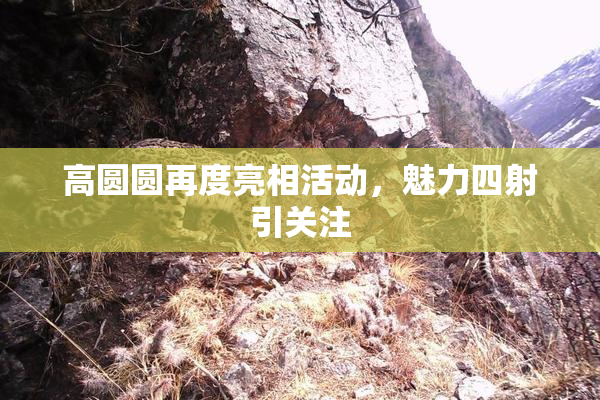 高圆圆再度亮相活动，魅力四射引关注