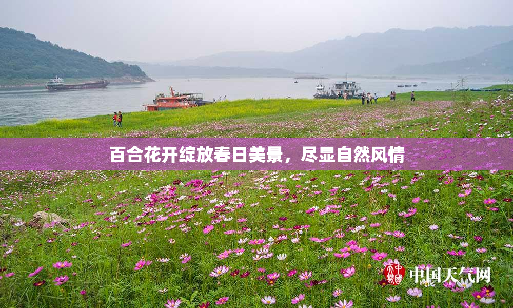百合花开绽放春日美景，尽显自然风情