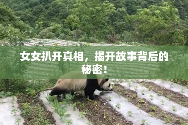 女女扒开真相，揭开故事背后的秘密！