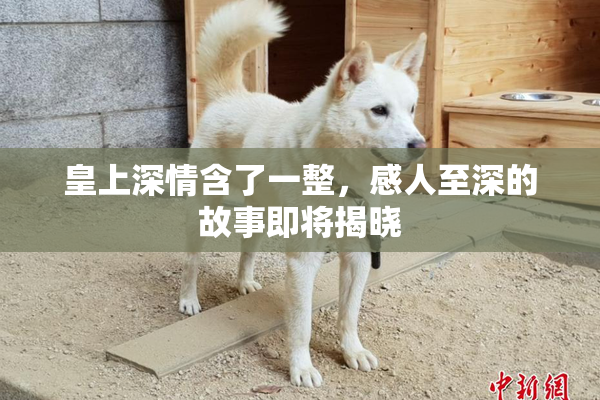 皇上深情含了一整，感人至深的故事即将揭晓