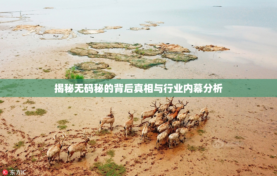 揭秘无码秘的背后真相与行业内幕分析