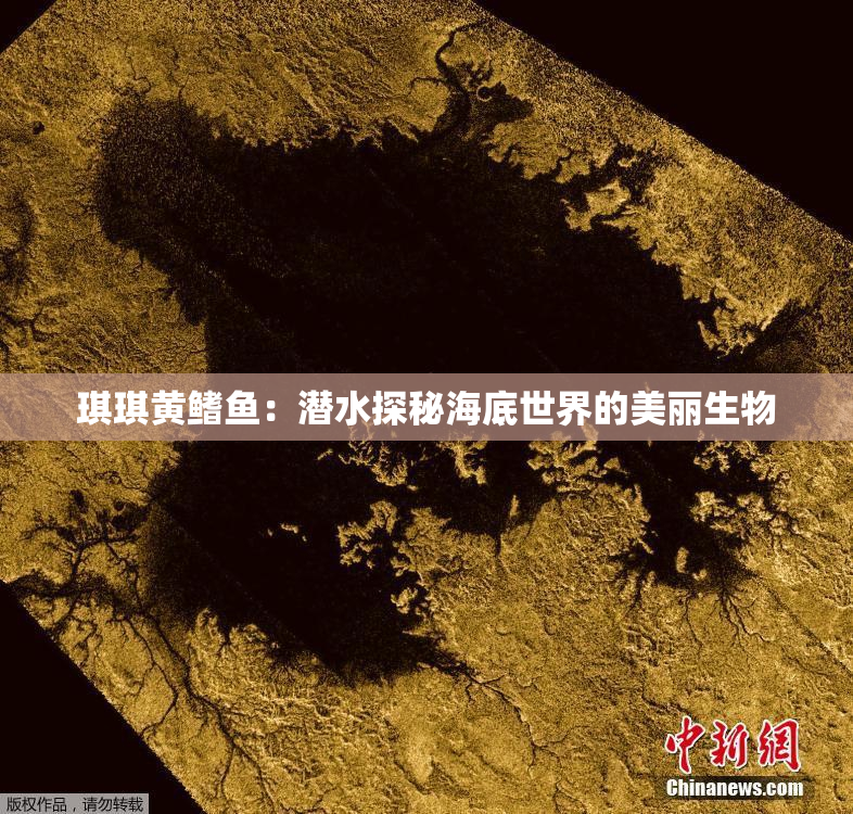 琪琪黄鳍鱼：潜水探秘海底世界的美丽生物
