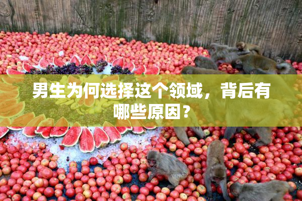 男生为何选择这个领域，背后有哪些原因？